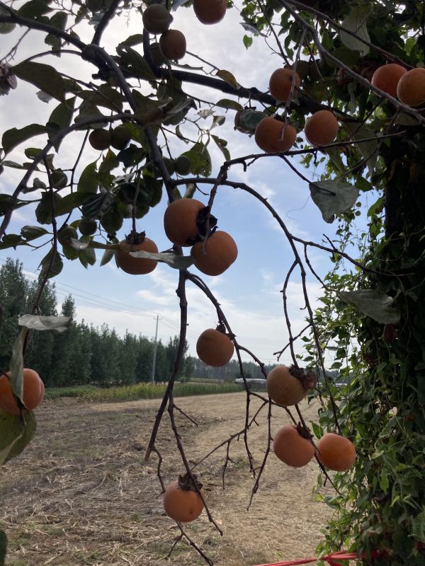 普通裝修5室2廳1衛(wèi)300m2240萬(wàn)元