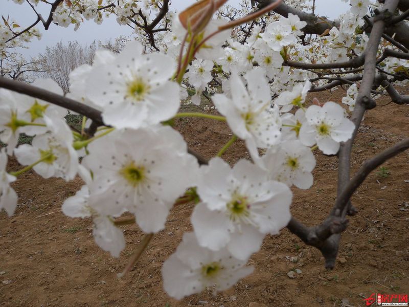 府前小區(qū)，一樓，兩室兩廳，年付