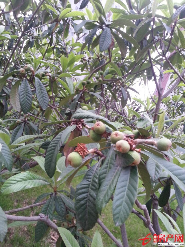 狀元府十七號(hào)樓三千六百五十元一平米