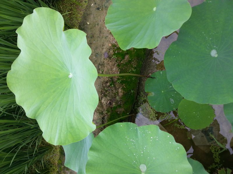 商鋪出租善國(guó)中路兩層門(mén)面房出租6500/月350m2出租